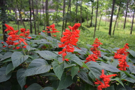 一串红鲜花