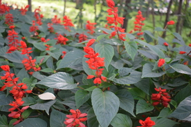 一串红鲜花
