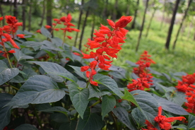 一串红鲜花