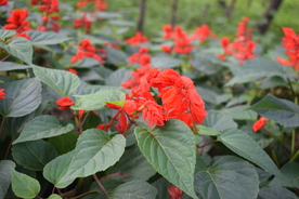 一串红鲜花