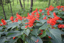 一串红鲜花