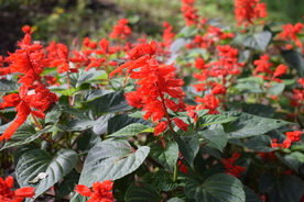 一串红鲜花
