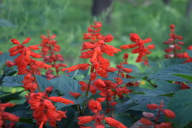 一串红鲜花