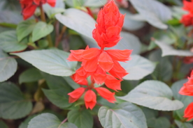 一串红鲜花