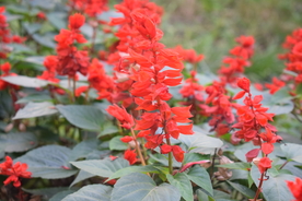 一串红鲜花