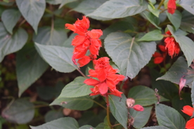 一串红鲜花