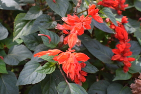一串红鲜花
