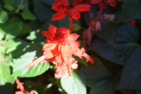 一串红鲜花