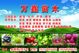 苗木广告
