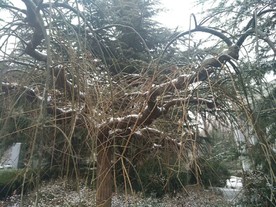 小区雪景