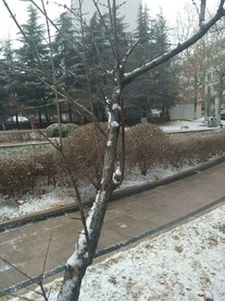 小区雪景
