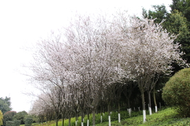 紫叶李