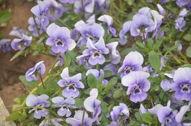 香堇菜