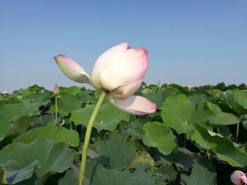 荷花莲叶