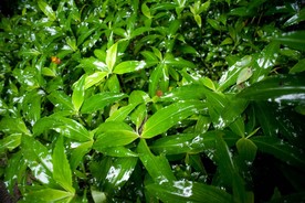 草丛