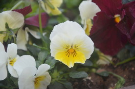 香堇菜