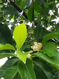黄角兰花