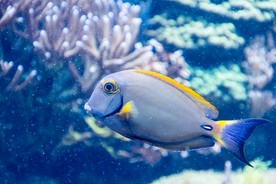 海底生物