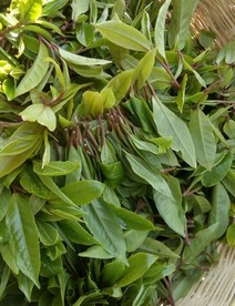 茶叶 云南茶   普洱茶