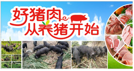 猪肉黑猪肉生鲜肉写真宣传海报