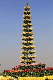 菊花展