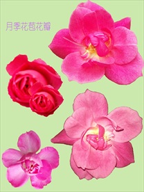 月季花朵