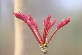 椿芽