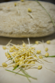 豆芽  芽菜  农业  食材