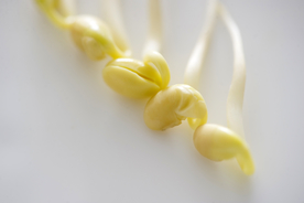 豆芽  芽菜  农业  食材