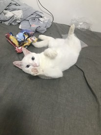 猫咪打滚卖萌