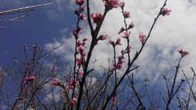 春天的桃花盛开
