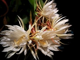 昙花