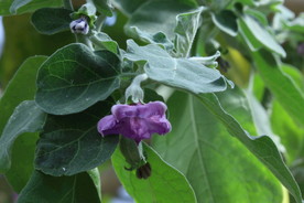 茄子花