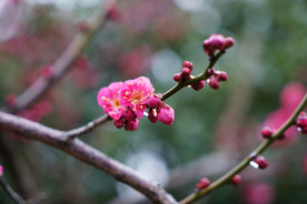 腊梅花枝 花朵