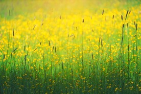 油菜花地