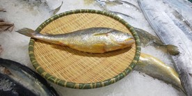 黄鱼
