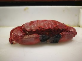 王帝蟹