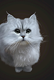 手绘猫咪