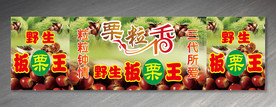 野生板栗王