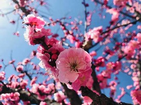 树木花草