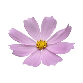 免抠紫色小花