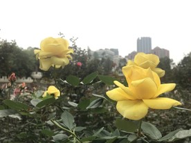 黄色月季