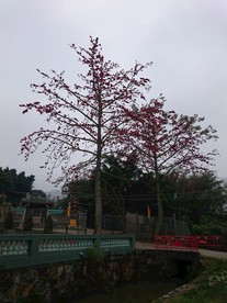 木棉树