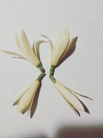 黄果兰