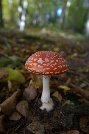 红蘑菇