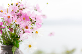 格桑花