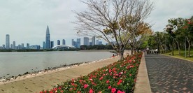 深圳湾