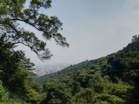绿色植被