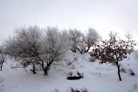 雪中树木