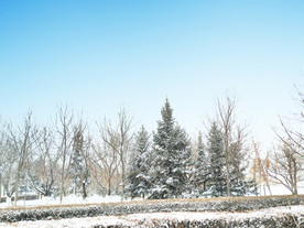 松树雪景